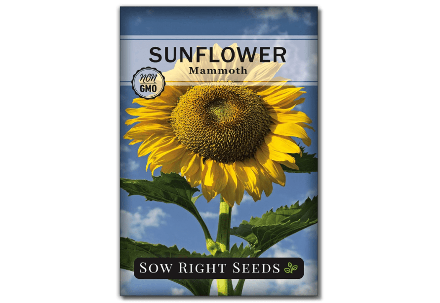 Sow Right Seeds - Mammoth Sunflower Seeds to Plant - Grow Giant Sunflowers in Your Garden - Non-GMO Heirloom Seeds for Planting an Outdoor Garden - Bright Yellow Blooms - Attract Bees and Birds 