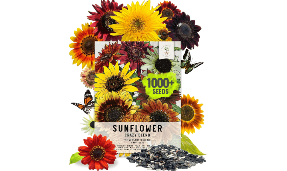 Seed Needs Sunflower Seeds for Planting The Original Crazy Blend | 1 Ounce 15+ Heirloom Varieties Open Pollinated & Untreated | Resealable Bulk Package Multicolored Blooms Flower Seeds 