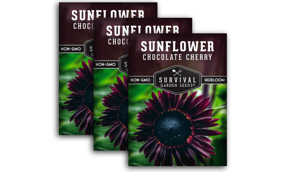 Chocolate Cherry Sunflower Seeds for Planting | Rare Burgundy Black Blooms, 6-7ft Giant Non-GMO Heirloom Flower - Survival Garden Seeds (3 Packs) 