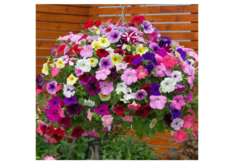 Garden Plant Seed Petunia Seeds 2000+ Trailing Petunia Colourful Mix Seeds Hanging Basket Window Box Planter Flower