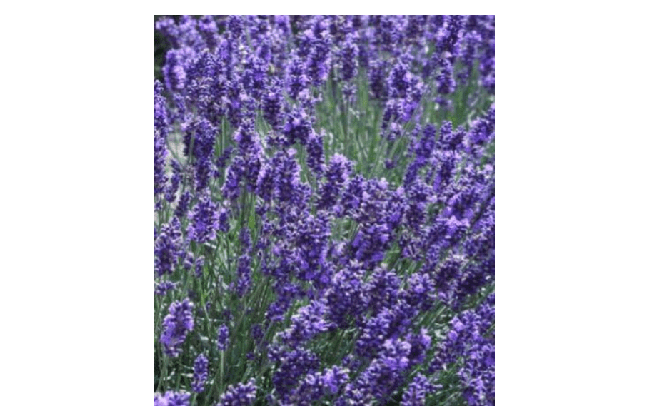 
HERB LAVENDER (LAVENDULA ANGUSTIFOLIA) “VERA” TRUE LAVENDER OR ENGLISH LAVENDER HEAVENLY SCENTED MOST TREASURED LAVENDER FOR ITS OILS AND MEDICINAL 
