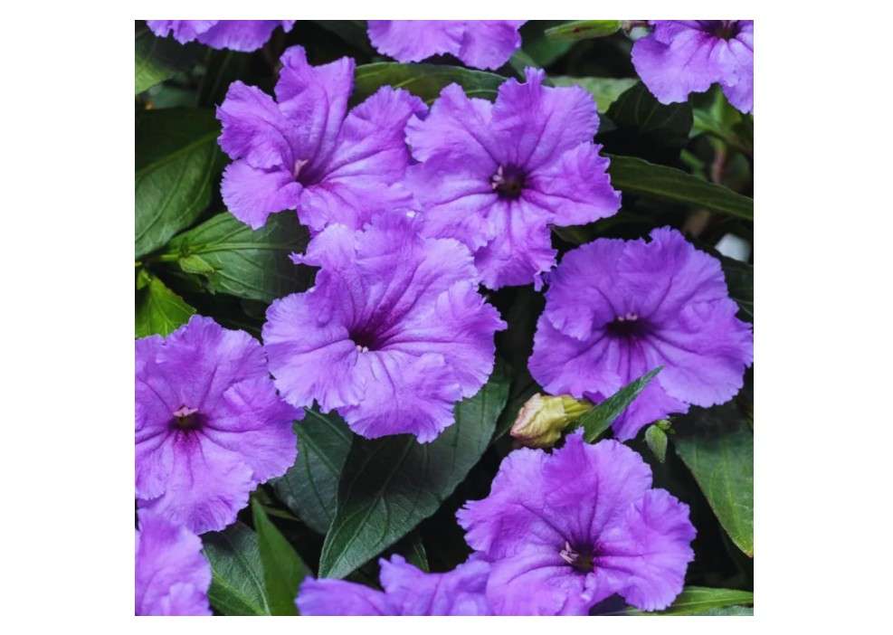  Pack 2 Hardy Mexican Petunia Live Plants - Ruellia Simplex Petunia Plants for Outdoor Gardens - 6 to 8 Inch Tall - Flowering Plants, Purple