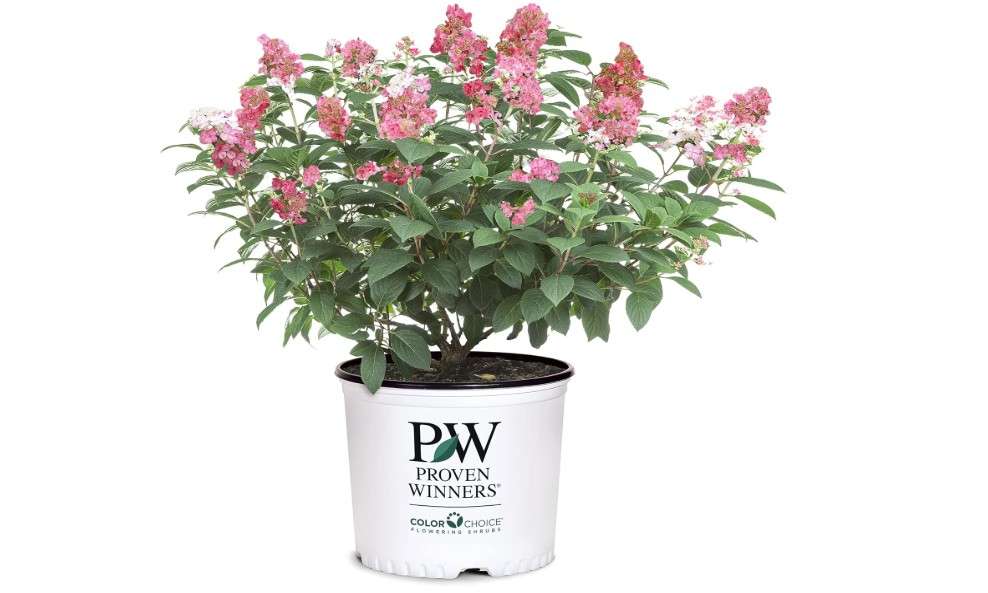  2 Gal Proven Winners Little Quick Fire Hydrangea, Rich Pink and Creamy White