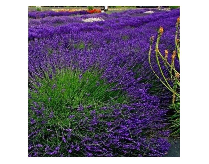  Lavender Hidcote Flower Seeds (Lavandula Angustifolia) 50+Seeds