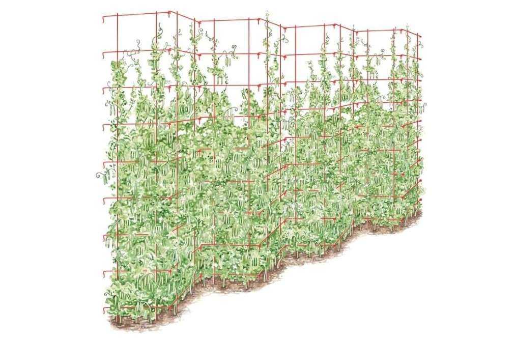 Gardener's Supply Company Tall Expandable Pea Trellis for Climbing Plants Outdoor | Sturdy Garden Trellis for Tomatoes, Peas & Other Live Plants Support