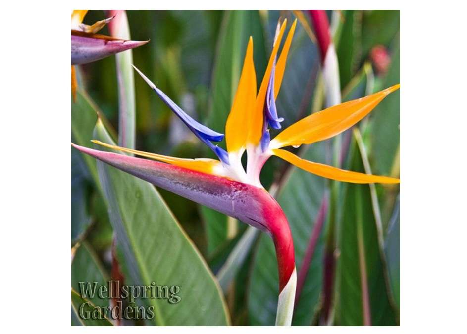 Bird of Paradise Strelitzia Reginae Live Plant