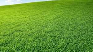 Best Grass Seed Mat Roll