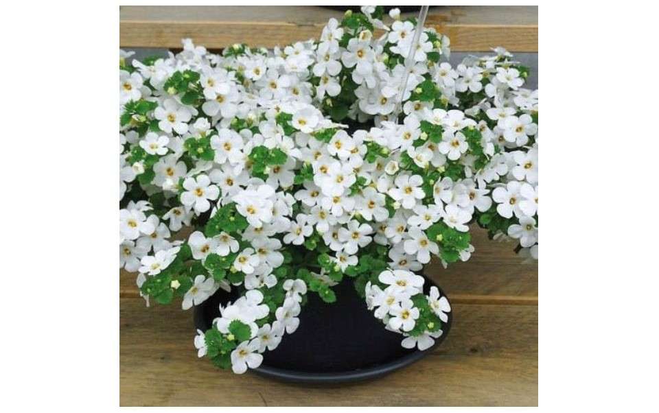  Outsidepride White Snowtopia Bacopa Seeds - 10 Pcs Low Maintenance Perennial Flower Seeds with Cascading, Vibrant Blooms & Trailing Growth Habit