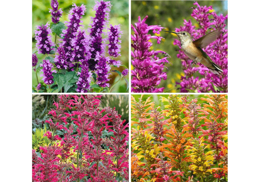 
50+ Perennial Arizona Sandstone Hummingbird Mint Flower Seeds for Planting Outdoor- Rare Agastache Seeds Garden Home Plant Non