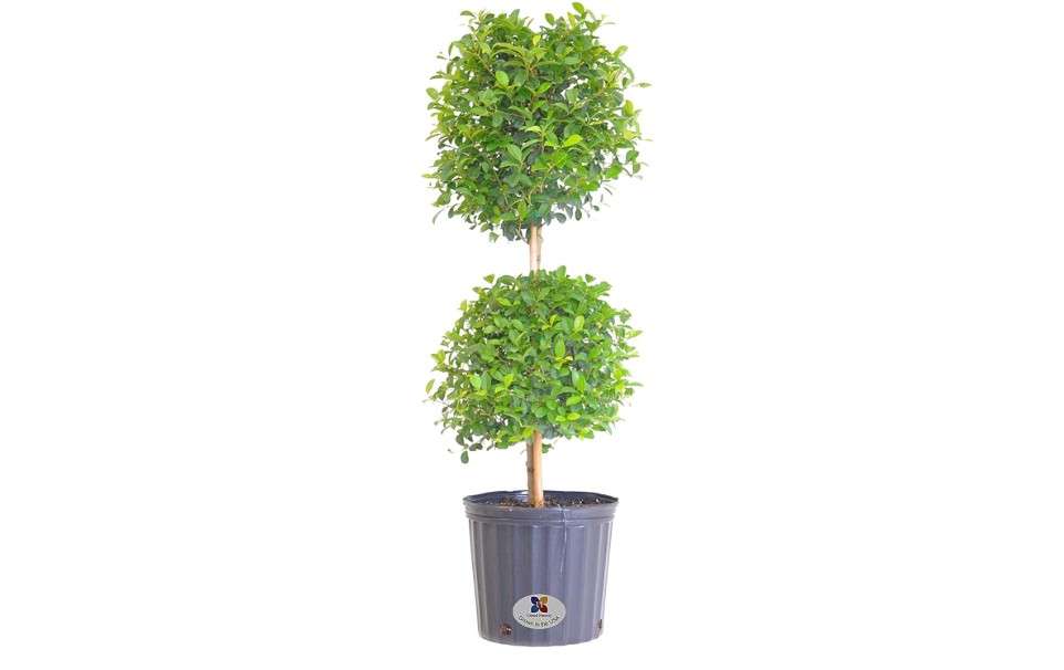 
United Nursery Eugenia Myrtifolia 2-Ball Topiary – Sculpted Evergreen Plant in 10” Grower Pot – 36-42 Inches Tall – Formal Accent for Home, Patio, 