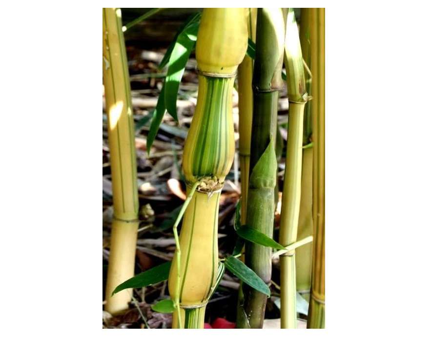  Box of 4 Plants - Yellow/Painted Buddha Belly Bamboo - Bambusa ventricosa 'Kimmei - 1 Gallon Size