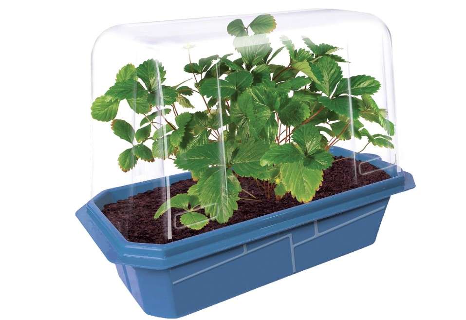 
Unique Gardener Grow Your Own Strawberries Kit, Everbearing Sweet and Juicy Strawberry Plants for Indoor and Outdoor Planting, Includes Everything