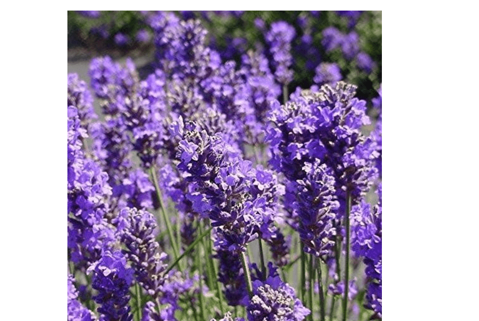Palm Beach Medicinal Herbs - Lavender (Lavandula angustifolia) - Packet of 100 Seed