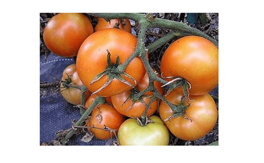 
Mountain Princess Tomato Seed