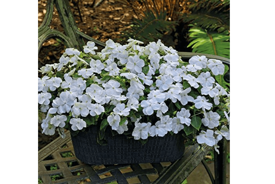 
Park Seed Impatiens Flowering Plant Seeds, Shady Lady II White Hybrid, Pack of 30 Seeds
