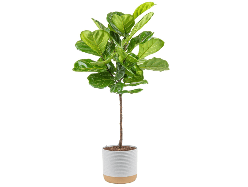 
Costa Farms Fiddle Leaf Fig Tree, Ficus Lyrata Live Indoor Plant Potted in Indoor Garden Plant Pot, Potting Soil, Floor Houseplant Gift for Housewarming