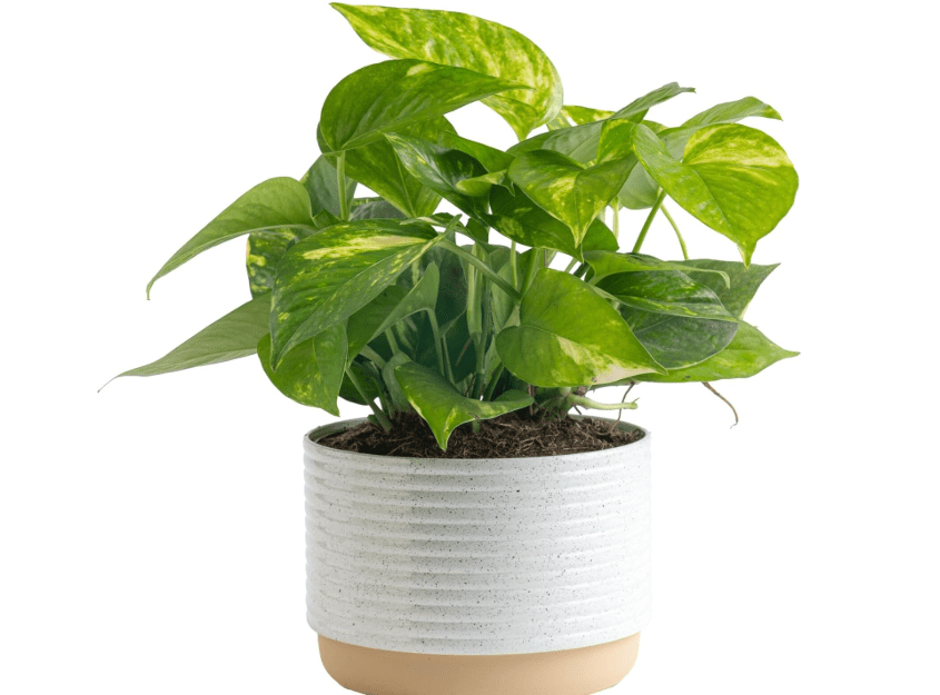 
Costa Farms Golden Pothos Live Plant, Easy Care Indoor House Plant in Modern Decor Planter Pot, Potting Soil, Natural Air Purifier Houseplant,