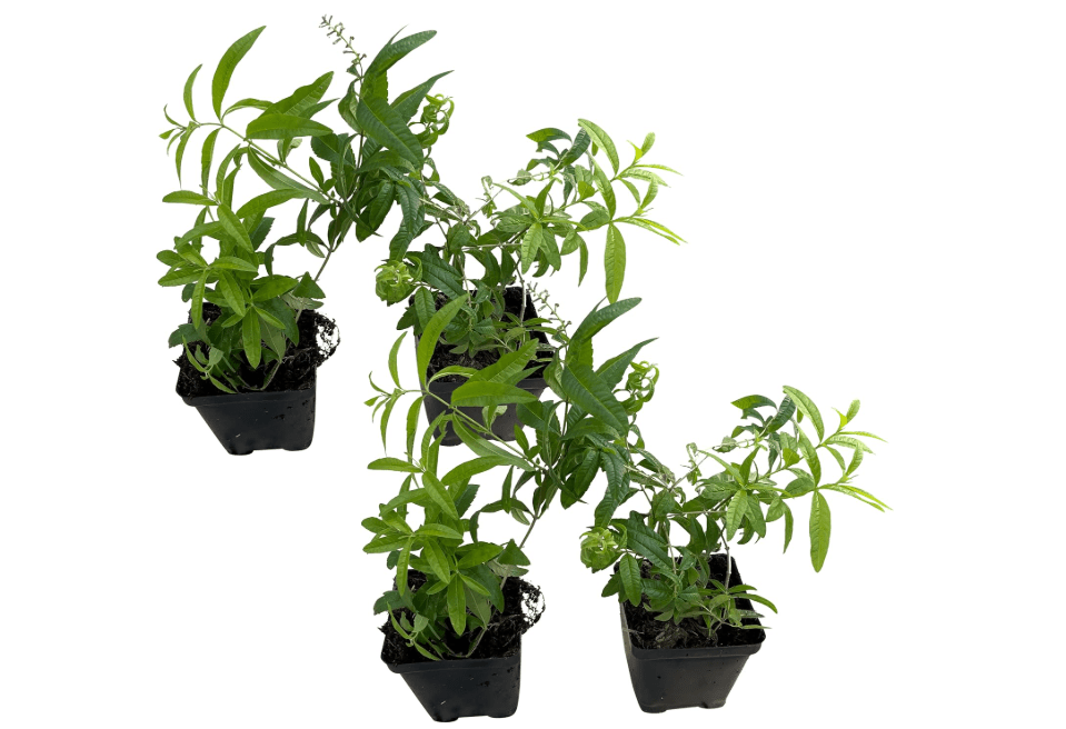 Live Aromatic and Edible Herb - Lemon Verbena (4 Per Pack) - Naturally Improves Sleep Quality - 6" Tall by 4" Wide in 1 Pint Pot