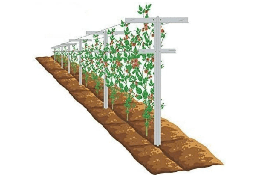  MRGARDEN Raspberry Trellis with Adjustable Arms, Raspberry Stake, Vineyard Trellis 1 Pack
