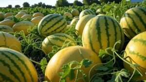 Royal Golden Watermelon