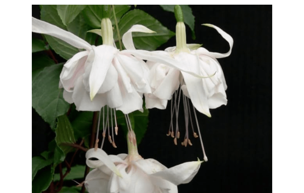 
Generic 100pcs Fuchsia Hybrida Flower Seeds