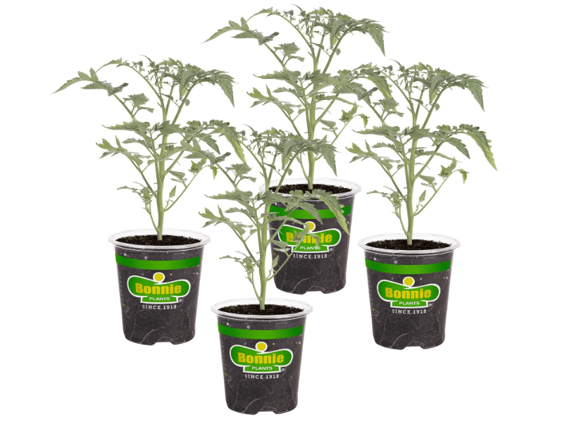 
Bonnie Plants Sun Sugar Yellow Cherry Tomato - 4 Pack Live Plants, Disease Resistant, 7 - 9 Ft. Tall Plants, Great For Salads & Snacking