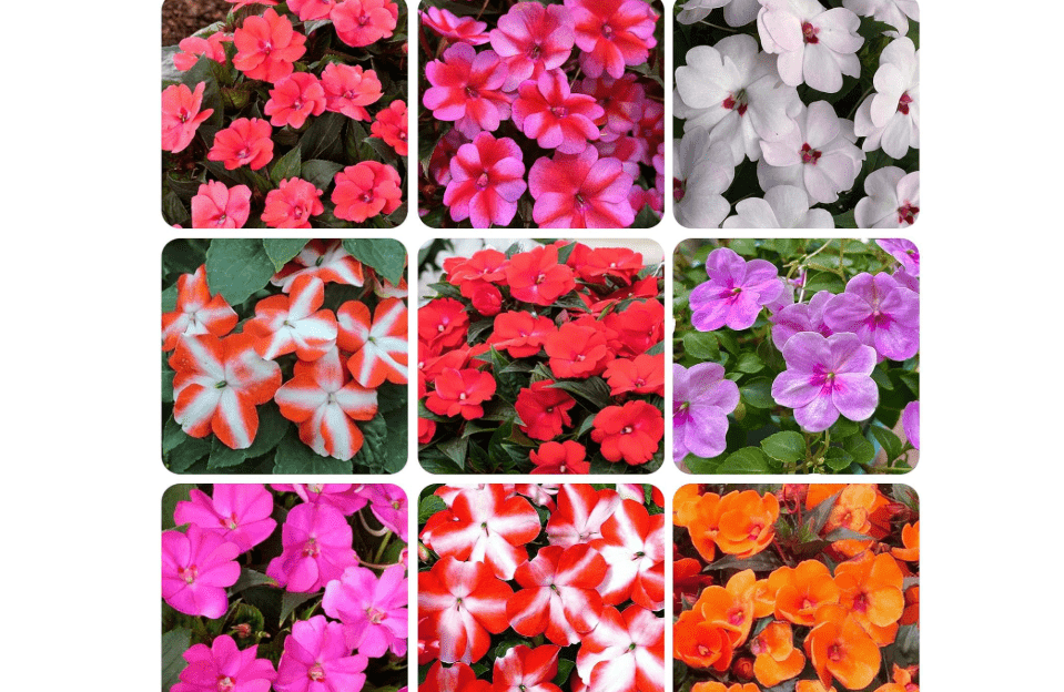 100+ Mixed Impatiens Seeds for Planting-Colorful Varieties for Garden Pots & Landscape Decoration