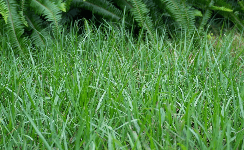  Pensacola Bahia Grass Seed, Coated 