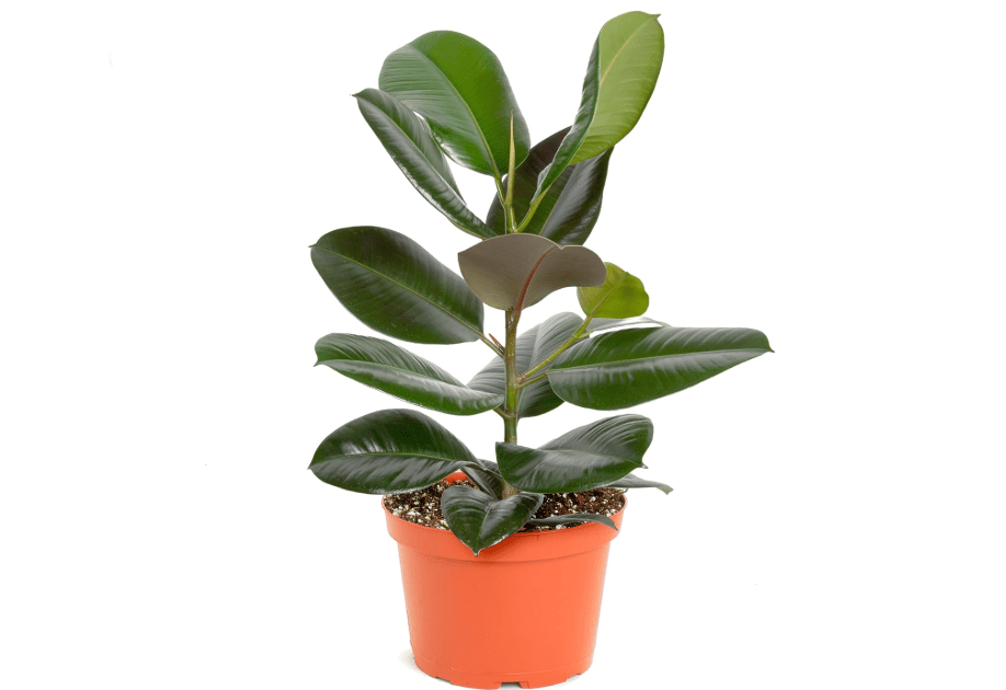
Shop Succulents Ficus Burgundy Rubber Tree, Live Indoor Floor Plant, Trendy Living Room or Office Decor, Tropical Houseplant Potted in Soil with Growe