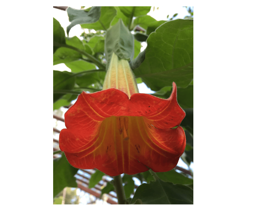 Red Angel's Trumpet Seeds, Brugmansia Sanguinea, 10 Pack