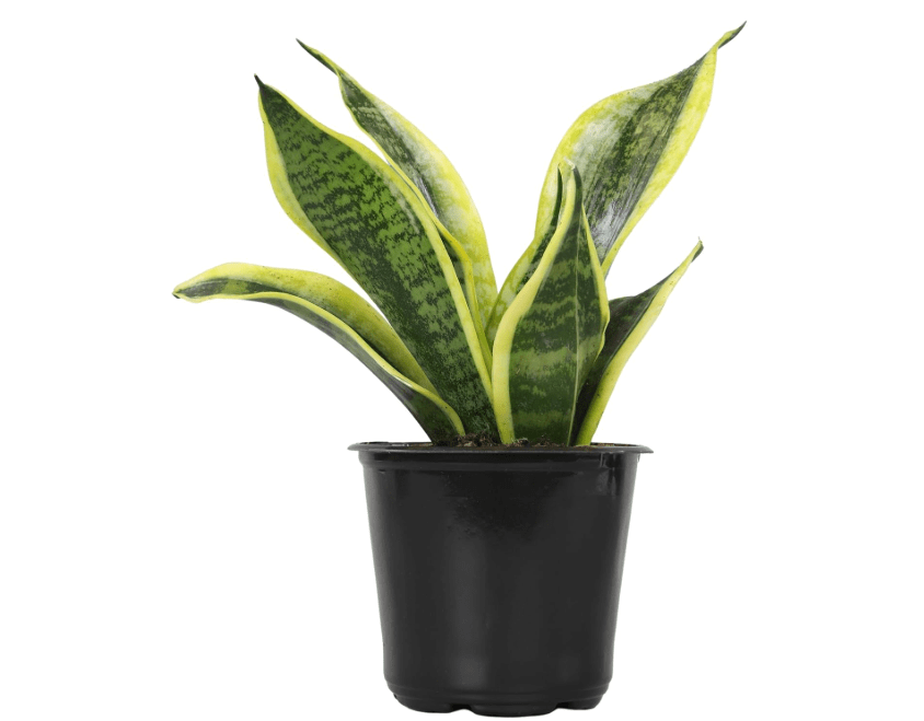 
Live Snake Plant, Sansevieria trifasciata Superba, Fully Rooted Indoor House Plant in Pot, Mother in Law Tongue Sansevieria Plant, Potted Succulent
