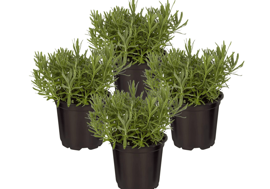 
Live Aromatic and Edible Herb - Lavender (4 Per Pack), Natural Sleep Enhancer, 6" Tall by 4" Wide