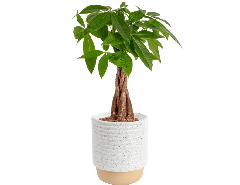 
Costa Farms Money Tree Live Plant | 12-16 Inches Tall Bonsai | Easy to Grow Indoor Houseplant in Plant Pot | Home, Office, or Room Decor | Birthda