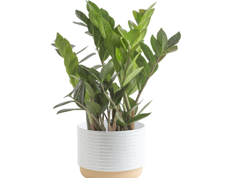 
Costa Farms ZZ Plant, Live Indoor Houseplant in Modern Decor Planter, Natural Air Purifier in Potting Soil, Gift for Plant Lovers, Birthday Gift, Tabletop