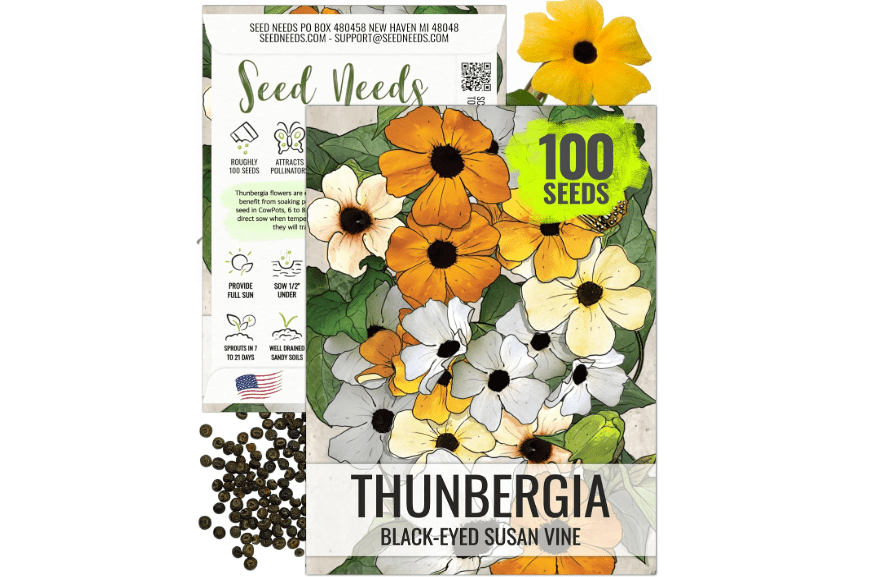 Seed Needs, Black-Eyed Susan Vine Seeds - 100 Heirloom Seeds for Planting Thunbergia alata - Annual Vining Flowers to Cover a Fence or Trellis (1 Pack)
