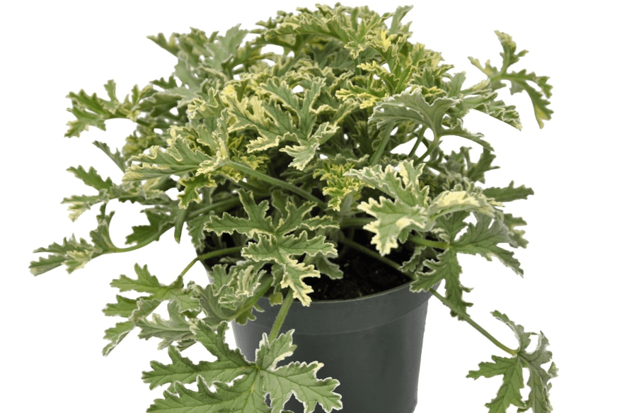
Pelargonium Graveolens Grey Lady Plymouth, Old-Fashioned Rose Geranium, Sweet Scented Geranium, Fragrant Flowering Plant, Classic Houseplant
