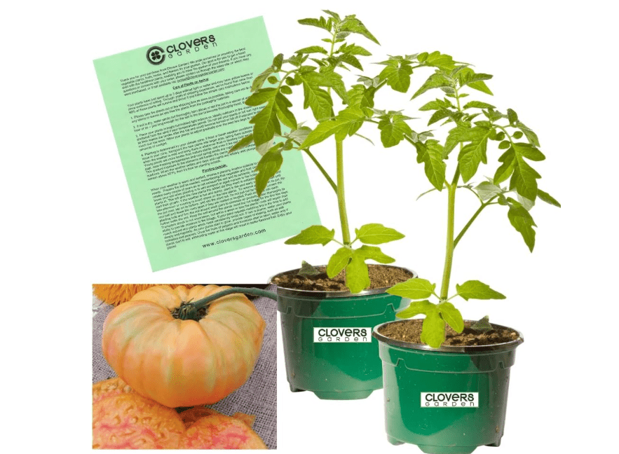 
Clovers Garden Heirloom Pineapple Tomato Plants- Two (2) Live Plants – Non-GMO - Not Seeds – Each 4"-8" Tall in 4 Inch Pots - Indeterminate, Disease