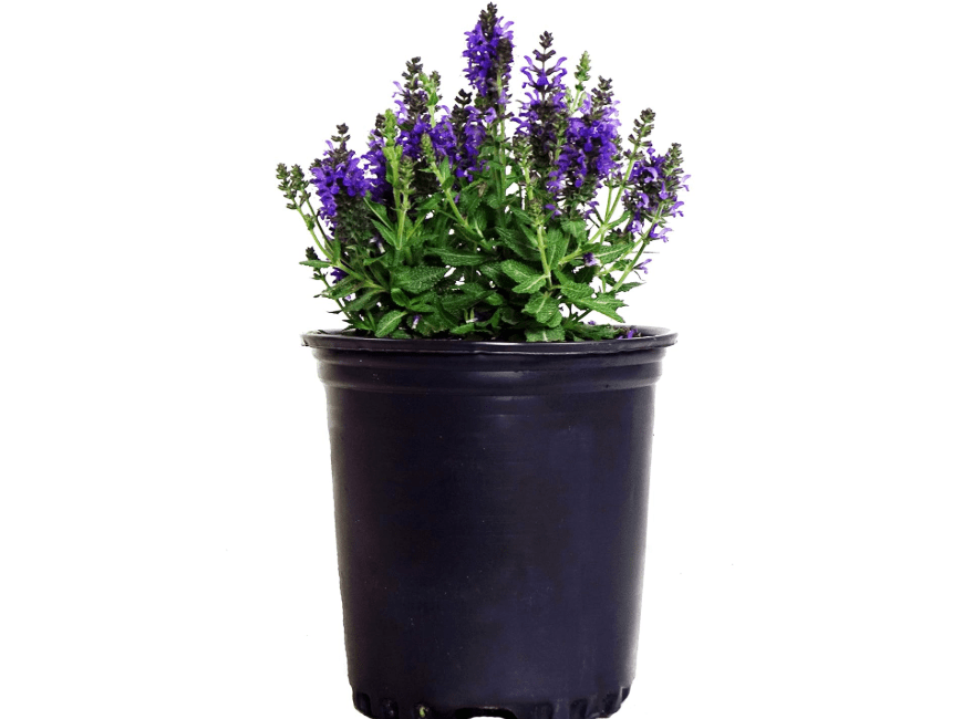 
Salvia nemerosa 'Marcus' (Meadow Sage) Perennial, purple flowers, 1 - Size Container