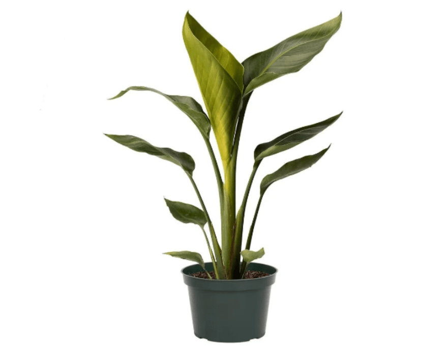 
American Plant Exchange Live Bird of Paradise – 6-Inch Pot – Tropical Houseplant with Large Bold Green Leaves, Easy Care Indoor Plant for Homes, Offices