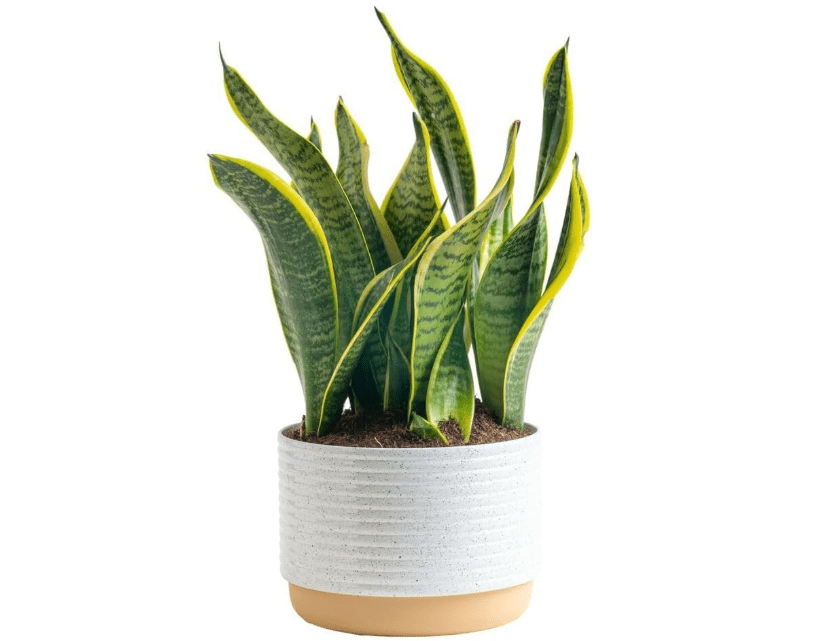 
Costa Farms Snake, Sansevieria White-Natural Decor Planter Live Indoor Plant, 12-Inch Tall, Grower's Choice,