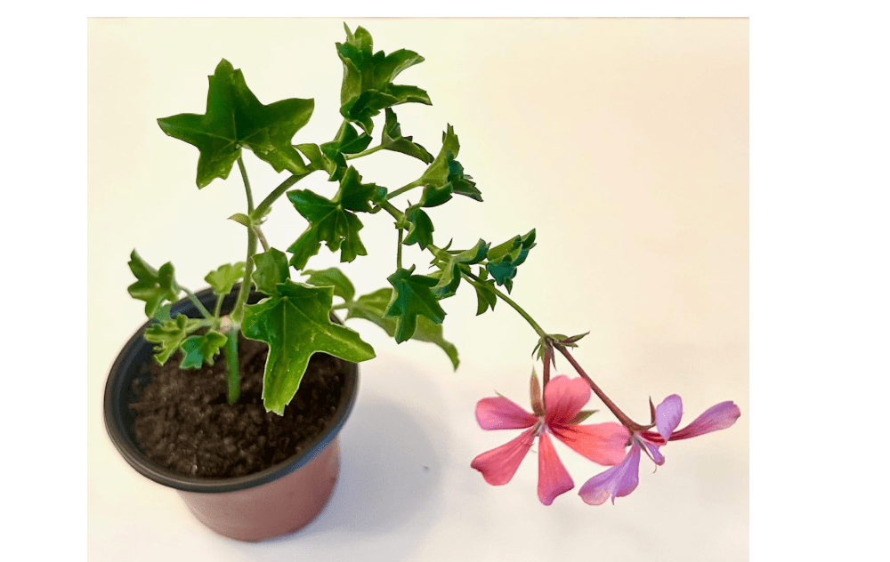 Set of 2 Live Ivy Geranium -Pelargonium Peltatum, Climbing Ivy Leaves with Pink Flowers, 2 Fully Rooted Plants 6-12" Long, Options of Single-Layer