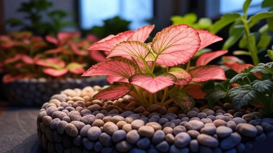 "Watermelon begonia under a grow light with other plants on a pebble tray for winter humidity." 
