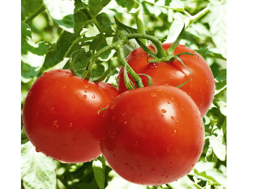 
Tomato Garden Seeds - Celebrity Plus Hybrid - 100 Seeds - Non-GMO, Vegetable Gardening Seed - AAS Award Winne