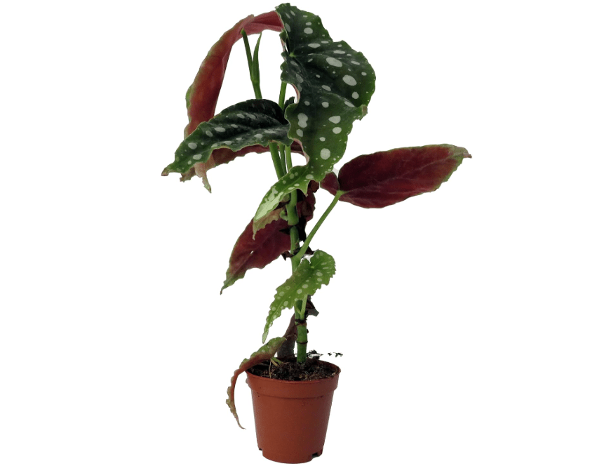 
Rare Polka Dot Bat Wing Begonia Plant - Begonia Maculata