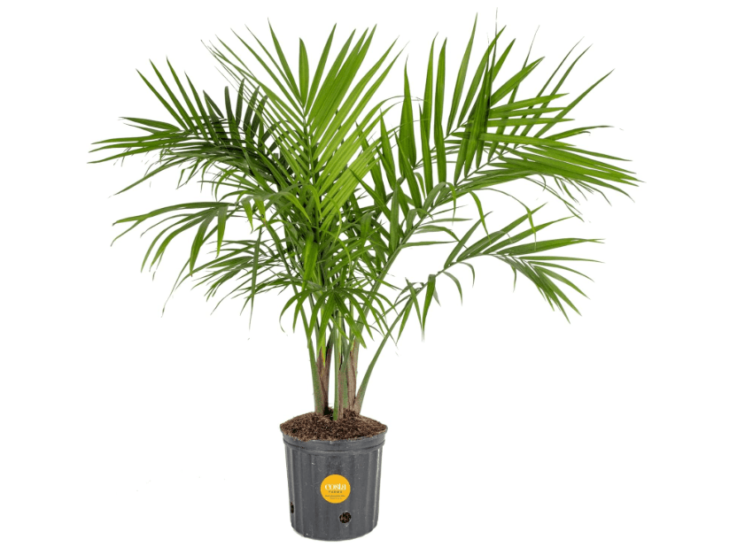 
Costa Farms Majesty Palm Tree, Live Indoor Plant Potted in Grower Pot, Tropical Houseplant in Potting Soil, Patio Home Decor or Room Decor, Housewarming