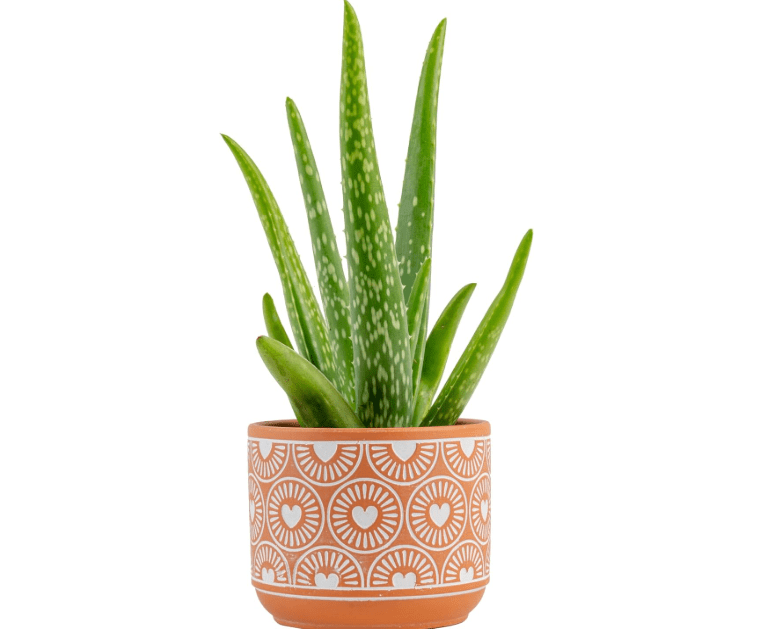 Costa Farms Aloe Vera, Easy to Grow Live Succulent Plant, Indoor Houseplant in Décor Plant Pot, Housewarming, Birthday Gift, Room or Home Decor,