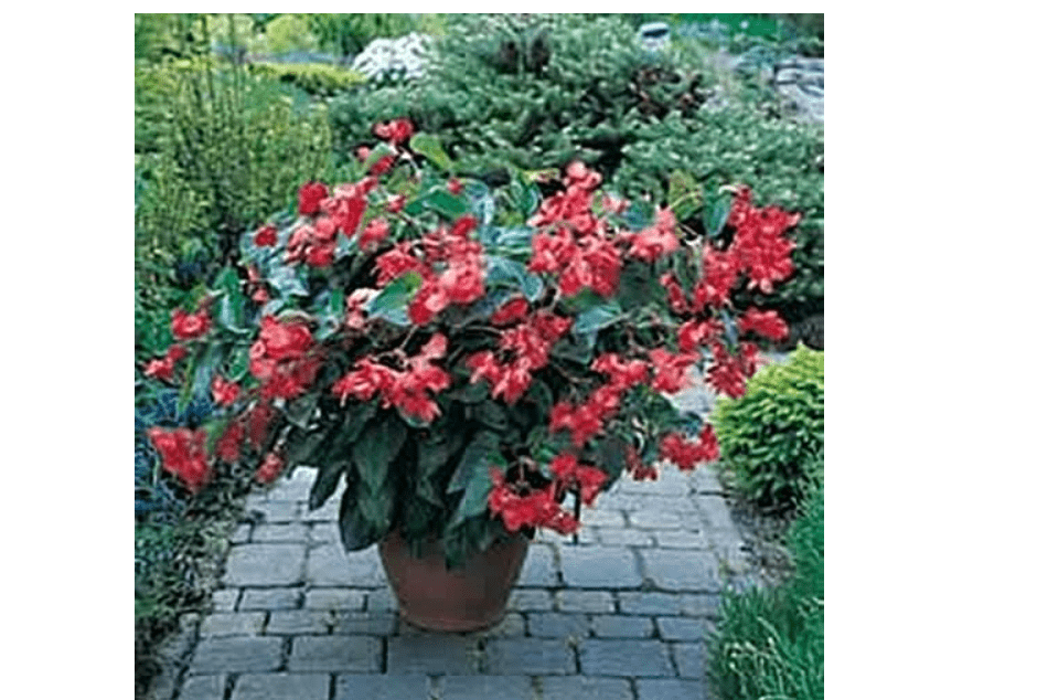 Begonia Fibrous Dragon Wing Red Seed
