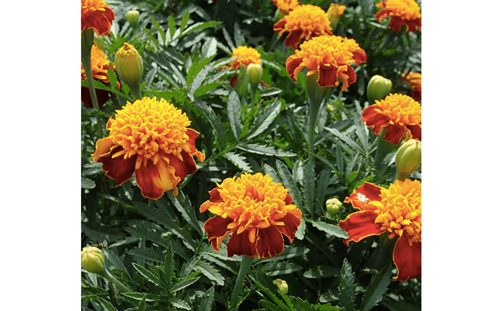 
Dwarf Orange Flame Marigold Seeds - Good Addition to Vegetable Gardens - Marde Ross