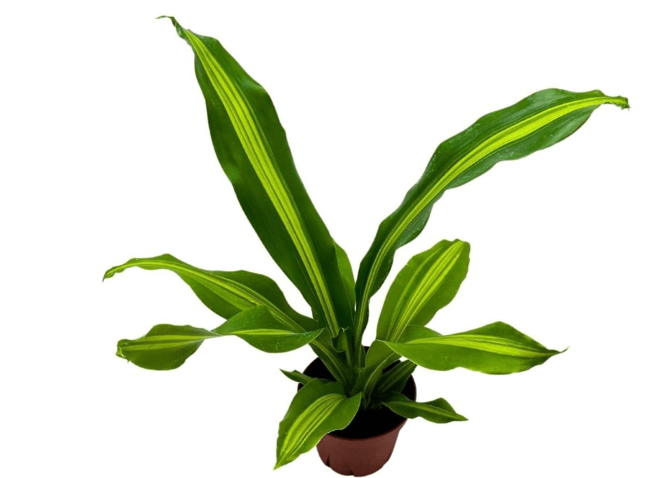 
BubbleBlooms Dracaena Fragrans, 4 inch Corn Plant, Inner Variegated, House Plant