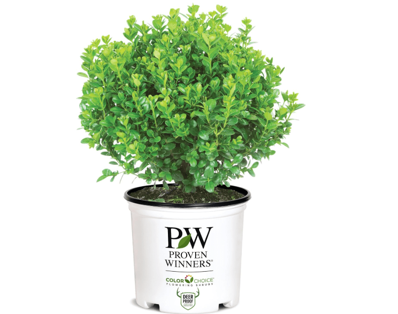 
Proven Winners 2 Gallon Sprinter Boxwood